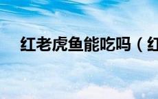 红老虎鱼能吃吗（红狼牙鰕虎鱼能吃吗）