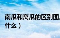 南瓜和窝瓜的区别图片（南瓜和窝瓜的区别是什么）
