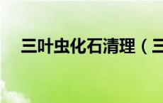 三叶虫化石清理（三叶虫化石怎么处理）