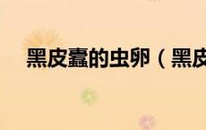 黑皮蠹的虫卵（黑皮蠹的虫窝怎么找到）