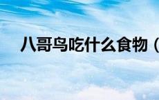 八哥鸟吃什么食物（八哥鸟吃什么食物）