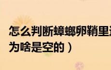怎么判断蟑螂卵鞘里还有没有卵（蟑螂的卵鞘为啥是空的）