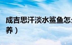 成吉思汗淡水鲨鱼怎么养（成吉思汗鲨鱼怎么养）