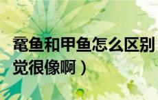 鼋鱼和甲鱼怎么区别（鼋和甲鱼有什么区别感觉很像啊）