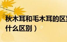 秋木耳和毛木耳的区别（秋木耳和普通木耳有什么区别）