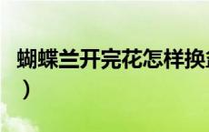 蝴蝶兰开完花怎样换盆（蝴蝶兰开完花怎么办）