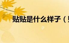 贴贴是什么样子（贴贴是什么意思梗）