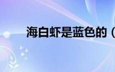 海白虾是蓝色的（海白虾是海虾吗）
