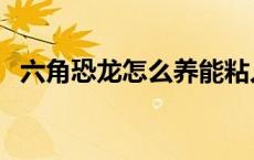 六角恐龙怎么养能粘人（六角恐龙怎么养）