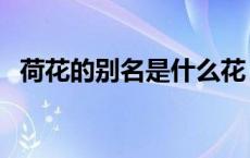 荷花的别名是什么花（荷花的别名是什么）