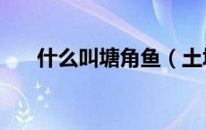 什么叫塘角鱼（土塘角鱼是什么样的）