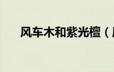 风车木和紫光檀（风车木是黑紫檀吗）