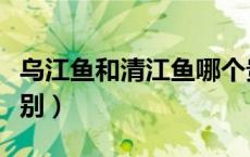 乌江鱼和清江鱼哪个贵（乌江鱼和清江鱼的区别）