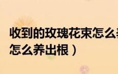 收到的玫瑰花束怎么养出根（收到的玫瑰花束怎么养出根）