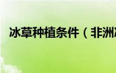 冰草种植条件（非洲冰草养殖方法是什么）
