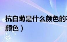 杭白菊是什么颜色的花（杭白菊泡出来是什么颜色）