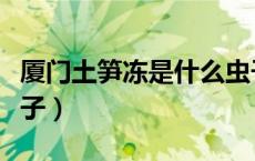 厦门土笋冻是什么虫子（厦门土笋冻是什么虫子）