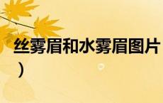 丝雾眉和水雾眉图片（丝雾眉和水雾眉的区别）