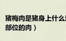 猪梅肉是猪身上什么地方的肉（猪梅肉是什么部位的肉）