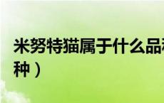 米努特猫属于什么品种（米努特猫属于什么品种）