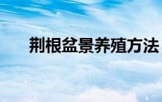 荆根盆景养殖方法（荆棵盆景怎么做）