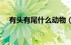 有头有尾什么动物（有头有尾什么生肖）