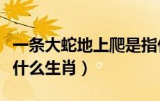 一条大蛇地上爬是指什么生肖（小蛇满地爬指什么生肖）