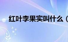 红叶李果实叫什么（红叶李果实能吃吗）