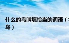 什么的鸟叫填恰当的词语（填恰当的词语什么的云什么的小鸟）