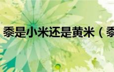 黍是小米还是黄米（黍米和小米有什么区别）