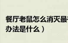 餐厅老鼠怎么消灭最有效（消灭老鼠最有效的办法是什么）