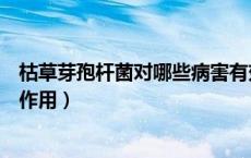 枯草芽孢杆菌对哪些病害有效（枯草芽孢杆菌对哪些病害有作用）