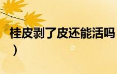 桂皮剥了皮还能活吗（桂皮剥了皮还能再长吗）