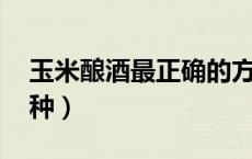 玉米酿酒最正确的方法（玉米酿酒方法 有几种）