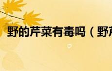 野的芹菜有毒吗（野芹菜有毒吗 你知道吗）