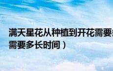 满天星花从种植到开花需要多长时间（满天星从种植到开花需要多长时间）