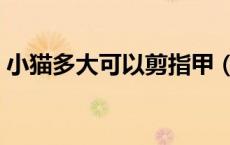 小猫多大可以剪指甲（小猫多大可以剪指甲）
