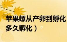 苹果螺从产卵到孵化（苹果螺什么时候产卵卵多久孵化）