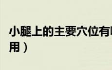小腿上的主要穴位有哪些（小腿上的穴位及作用）