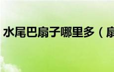 水尾巴扇子哪里多（扇子水贝壳尾巴哪里多）