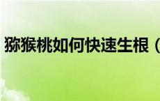 猕猴桃如何快速生根（猕猴桃如何快速变熟）
