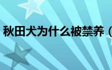秋田犬为什么被禁养（秋田犬为什么不能养）