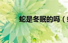蛇是冬眠的吗（蛇是冬眠动物吗）