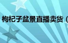 枸杞子盆景直播卖货（枸杞子盆景怎么制作）