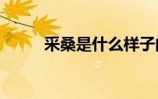 采桑是什么样子的（采桑是什么）