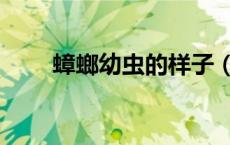 蟑螂幼虫的样子（蟑螂幼虫有多大）