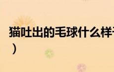 猫吐出的毛球什么样子（猫吐出的毛球什么样）