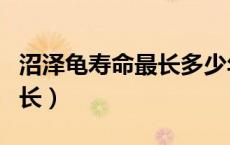 沼泽龟寿命最长多少年（欧洲泽龟的寿命有多长）