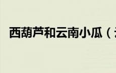 西葫芦和云南小瓜（云南小瓜是西葫芦吗）