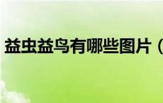 益虫益鸟有哪些图片（益虫益鸟有哪些动物）